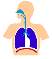Mekanisme pernafasan