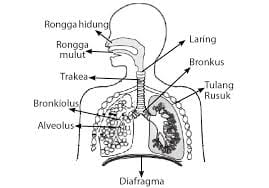 Organ Sistem Pernafasan